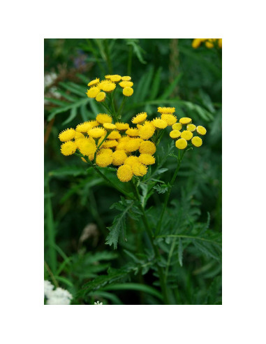 Té Herbal Tansy Embajada de Salud 50g - Tanacetum Vulgare