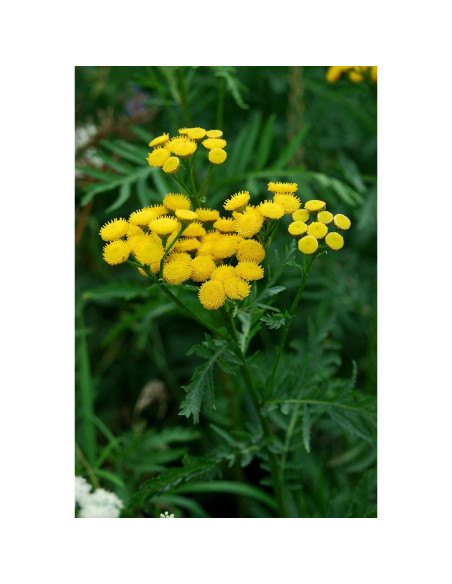 Té Herbal Tansy Embajada de Salud 50g - Tanacetum Vulgare