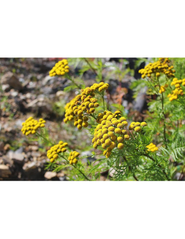 Té Herbal Tansy Embajada de Salud 50g - Tanacetum Vulgare