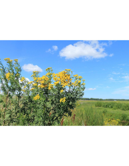 Té Herbal Tansy Embajada de Salud 50g - Tanacetum Vulgare