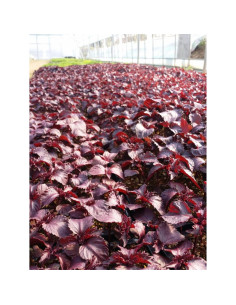 Té Orgánico de Perilla Frutescens Goodlife - 50 Bolsas 2