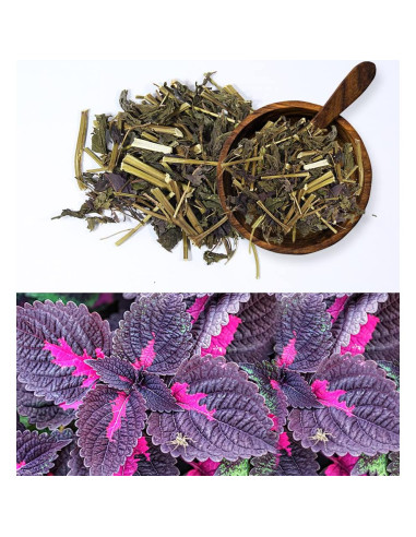 Té Orgánico de Perilla Frutescens Goodlife - 50 Bolsas