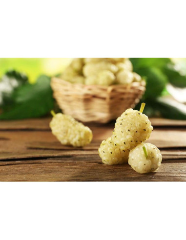 Moras Blancas Secas Orgánicas Food to Live 0.91 kg - Sin OGM