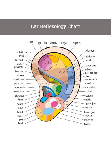 Kit de Acupuntura con Semillas de Oído Genérico 40 Pcs
