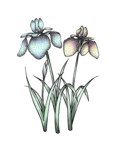 Set de Marcadores Copic Sketch 6 Piezas + Pluma Multiliner SP 2