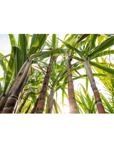 Azúcar Moreno Puro de Yunnan 500g - Sin Aditivos 2