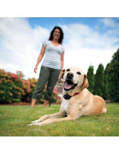 Cerca Subterránea para Mascotas PetSafe PIG00-13661 152,4m