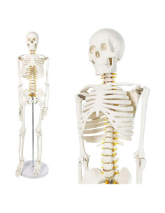 Esqueleto Humano 86 cm NUEVO HORIZONTE Desmontable para Anatomía