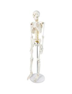 Esqueleto Humano 86 cm NUEVO HORIZONTE Desmontable para Anatomía 2