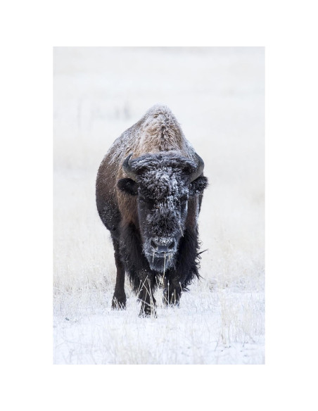 Lente Zoom Super Telefoto Tamron A011S 150-600mm para Sony