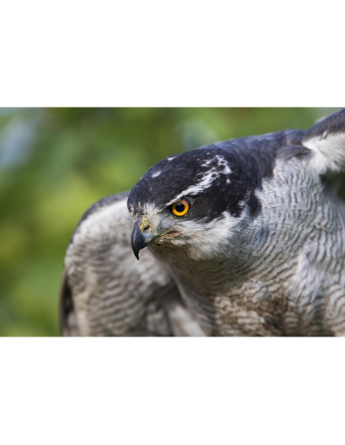 Lente Zoom Super Telefoto Tamron A011S 150-600mm para Sony