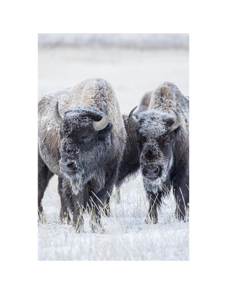 Lente Zoom Super Telefoto Tamron A011S 150-600mm para Sony