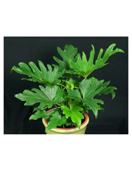 Planta Philodendron Selloum 30 cm en Maceta 10 cm 9EzTropical