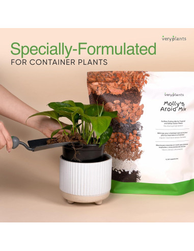 Mezcla Aroid de Molly 3/4 Secos - Maceta Premium para Plantas