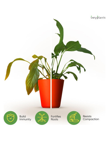 Mezcla Aroid de Molly 3/4 Secos - Maceta Premium para Plantas