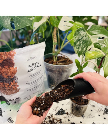 Mezcla Aroid de Molly 3/4 Secos - Maceta Premium para Plantas