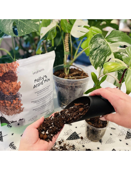 Mezcla Aroid de Molly 3/4 Secos - Maceta Premium para Plantas