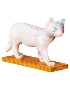 Modelo de Anatomía de Gato Simedutech con Acupuntura 25x15cm