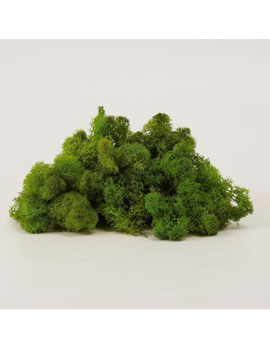 Musgo Preservado SZYD Verde Natural 0.39kg Decoración