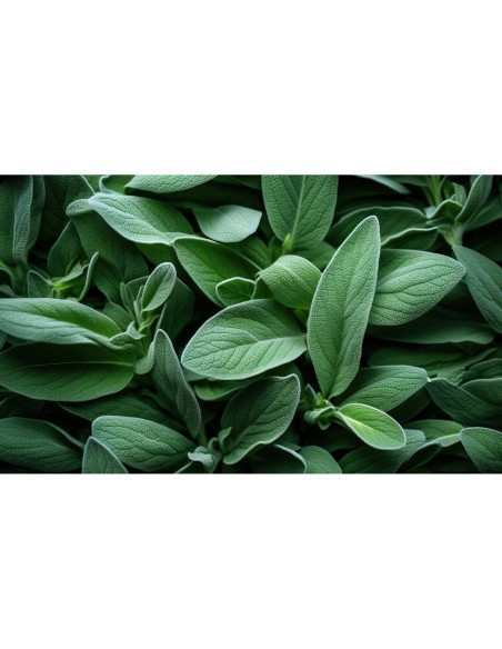 Salvia Orgánica U.S. Wellness 0.45 kg - Té y Condimento