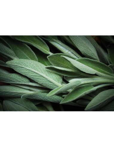 Salvia Orgánica U.S. Wellness 0.45 kg - Té y Condimento