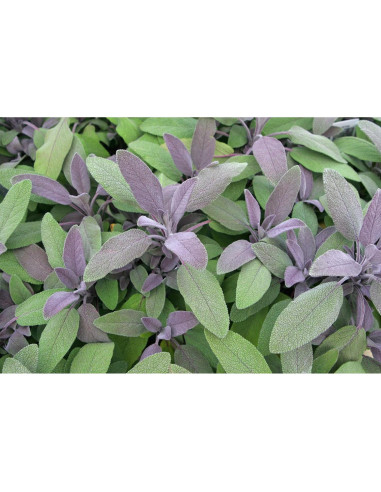 Salvia Orgánica U.S. Wellness 0.45 kg - Té y Condimento