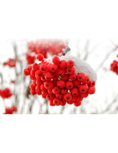 Baya de Rowan Orgánica Pura 500g - Frutas Sorbus commixta Secas