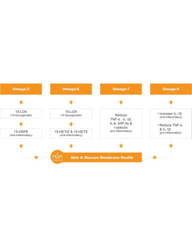 Extracto de Espino Marino Barlowe 500mg | 60 Cápsulas Veganas