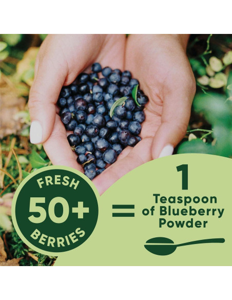 Polvo de Arándano Azul Orgánico Norseed 100g Liofilizado