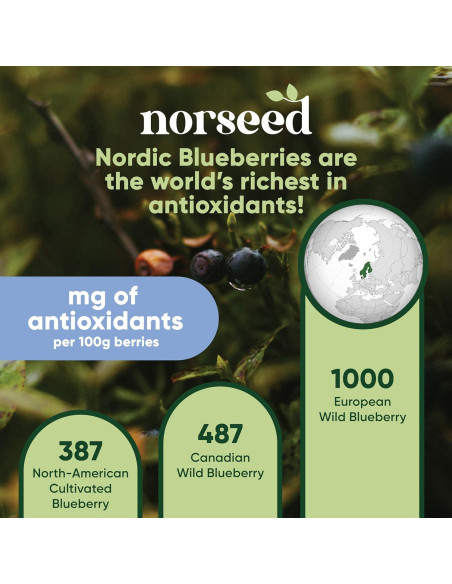 Polvo de Arándano Azul Orgánico Norseed 100g Liofilizado