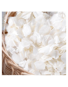 3000 Pétalos Secos de Hortensia Blancos Marfil - 60g para Decoración