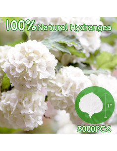 3000 Pétalos Secos de Hortensia Blancos Marfil - 60g para Decoración 2