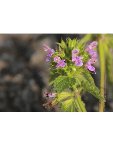 Té Herbal de Horehound Negro Health Embassy 100g - Ballota Nigra