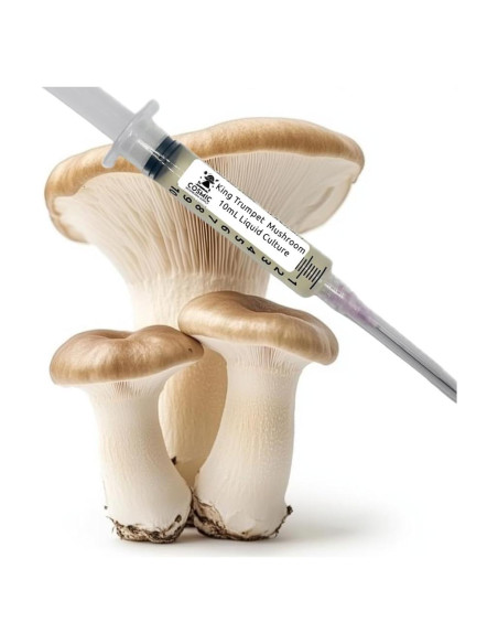 Cultivo Líquido Hongo Trumpet Rey 10cc - Suministro de Hongos Cósmicos