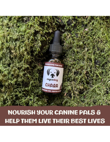 Suplemento de Hongo Chaga MycoDog para Perros - 113g