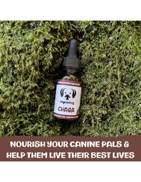 Suplemento de Hongo Chaga MycoDog para Perros - 113g
