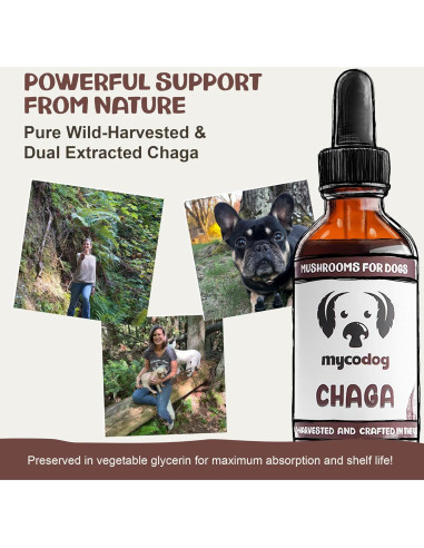 Suplemento de Hongo Chaga MycoDog para Perros - 113g