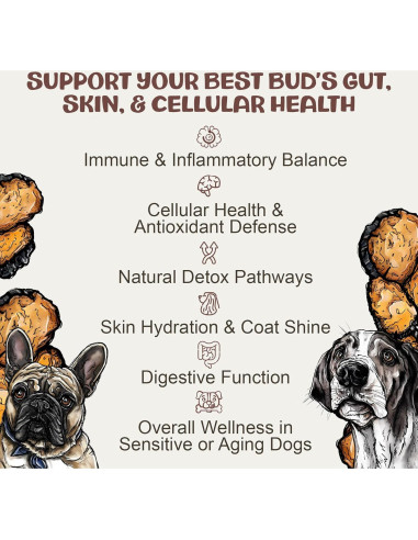 Suplemento de Hongo Chaga MycoDog para Perros - 113g