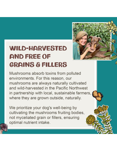 Suplemento de Hongo Chaga MycoDog para Perros - 113g