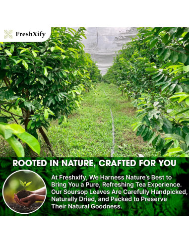 Té de Guanábana FreshXify - 40 Bolsitas 100% Naturales Sin Cafeína