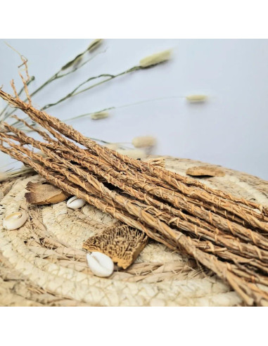 Raíces de Vetiver Africano Khamaré - 6 Tallos Grandes 30-40 cm - Detox Femenino