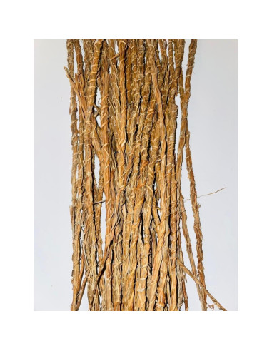 Raíces de Vetiver Africano Khamaré - 6 Tallos Grandes 30-40 cm - Detox Femenino