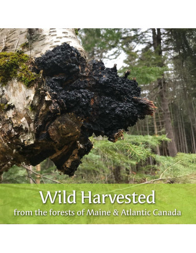 Té en Polvo de Chaga y Arándano Silvestre My Berry 42.52g