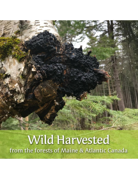 Té en Polvo de Chaga y Arándano Silvestre My Berry 42.52g