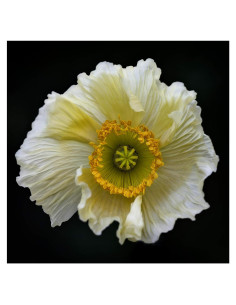 Arte en Lienzo Fabien Bravin Flor Roja 40.64x60.96 cm