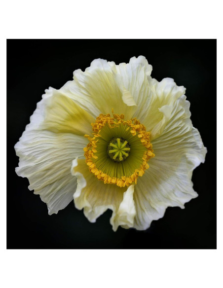 Arte en Lienzo Fabien Bravin Flor Roja 40.64x60.96 cm