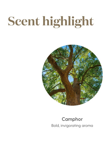 Aceite Esencial Ravintsara Young Living 5ml - Aroma Revitalizante