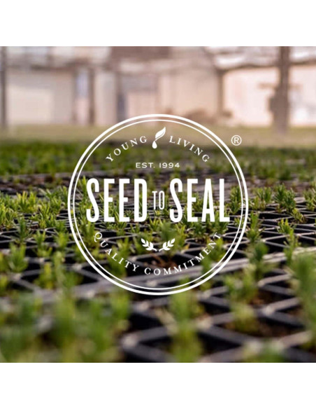 Aceite Esencial Ravintsara Young Living 5ml - Aroma Revitalizante