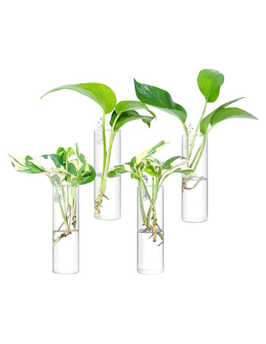 Estación de Propagación de Plantas IVOLADOR - 4 Jarrones de Vidrio