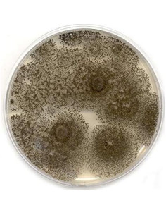 Placas de Agar de Extracto de Malta MEA EZ BioResearch - 10 Unidades 2